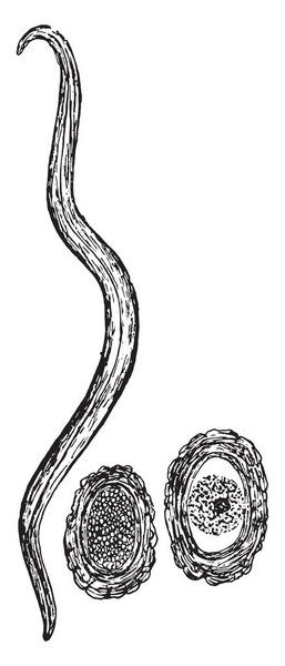Ascaris lumbricoides and egs, vintage environment illustration
