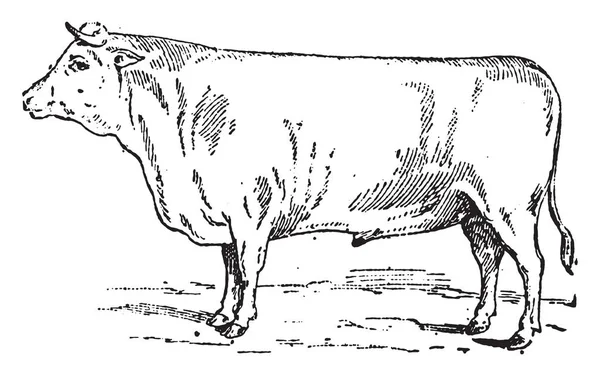 Durham Ox, grabado vintage . — Vector de stock