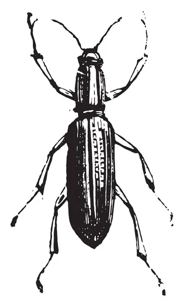 Weevil Nariz Corta Liophloeus Liophloeus Género Escarabajos Nariz Corta Subfamilia — Archivo Imágenes Vectoriales