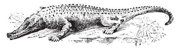 Caiman Illustration Gravée Vintage Dictionnaire Des Mots Des Choses Larive — Image vectorielle