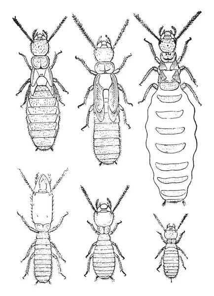 Termites Lucifugus Après Lespes Illustration Gravée Vintage — Image vectorielle