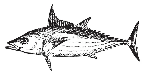 Bonito Ilustração Gravada Vintage Dicionário Palavras Coisas Larive Fleury 1895 —  Vetores de Stock