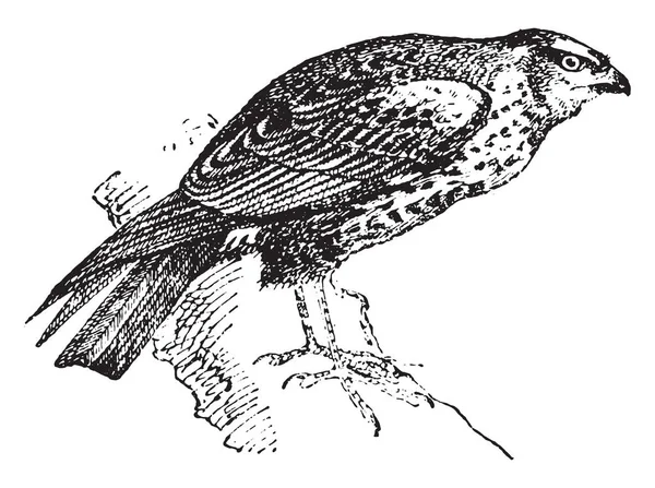 Wiesenweihe Gravur Wörterbuch Der Wörter Und Dinge Larive Und Fleury — Stockvektor