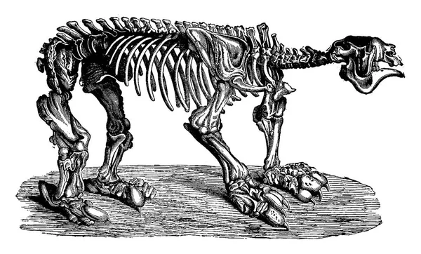 Megatherium Vintage Вигравірувані Ілюстрація — стоковий вектор