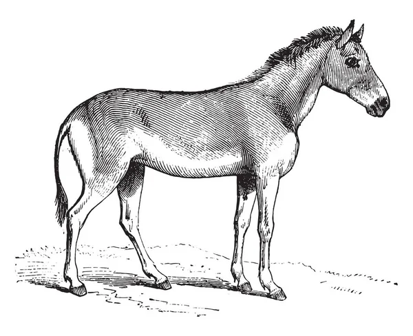 Hemippe Grawerowana Ilustracja Rocznika Pittoresque 1867 — Wektor stockowy