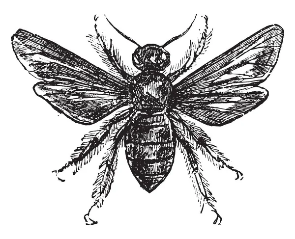 紫罗兰色的木匠蜜蜂 复古刻图 — 图库矢量图片