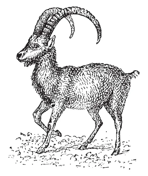 Ibex Vintage Grawerowane Ilustracja Słownik Słów Rzeczy Larive Fleury 1895 — Wektor stockowy
