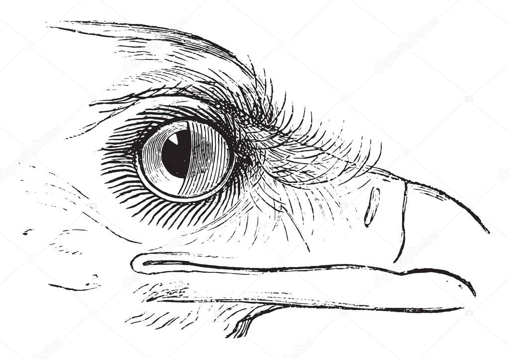 Secretary Bird or Sagittarius serpentarius, showing nictitating membrane in the eye. From Magasin Pittoresque, vintage engraving, 1876