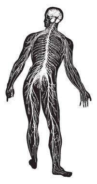 Sinir sistemi, vintage illüstrasyon kazınmış.