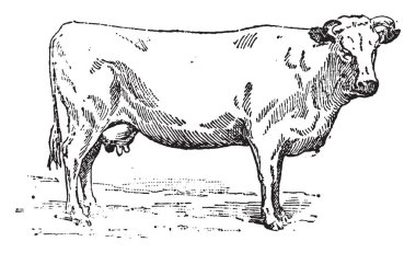 Normande inek, vintage illüstrasyon kazınmış. Sözlük kelimeler ve şeyler - Larive ve Fleury - 1895