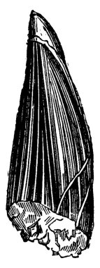 Plesiosaur diş, vintage illüstrasyon kazınmış. Adam önce toprak  