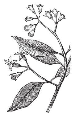 Karanfil, vintage oyulmuş illüstrasyon