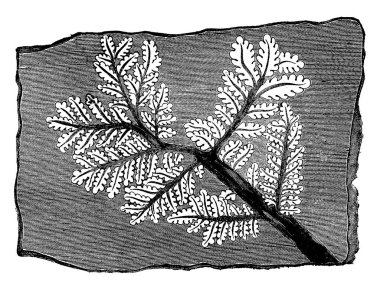 İzleme fosil fern, vintage oyma.