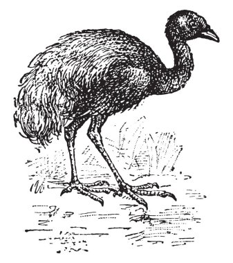 Agami, vintage illüstrasyon kazınmış. Sözlük kelimeler ve şeyler - Larive ve Fleury - 1895