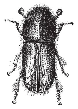 Tomicus chalcographus, vintage oyma.