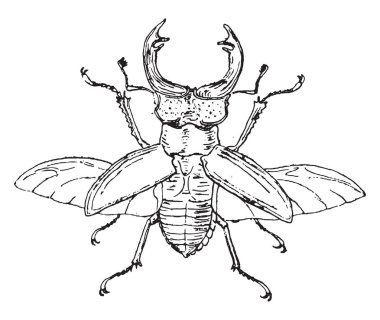 Stag beetle, vintage illüstrasyon kazınmış.
