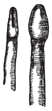 Kulüp Başkanı Bothriocephalus Latus, vintage oyulmuş illüstrasyon şeklinde