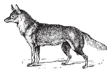 Çakal, vintage illüstrasyon kazınmış. Sözlük kelimeler ve şeyler - Larive ve Fleury - 1895