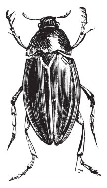 Hydrophile, vintage illüstrasyon kazınmış.