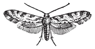 Angoumois, vintage illüstrasyon kazınmış. Sözlük kelimeler ve şeyler - Larive ve Fleury - 1895