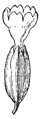 Calyx, vintage illüstrasyon kazınmış. Sözlük kelimeler ve şeyler - Larive ve Fleury - 1895