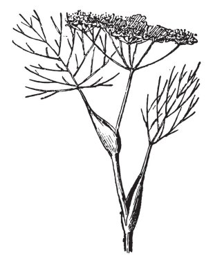 Dereotu, vintage illüstrasyon kazınmış. Sözlük kelimeler ve şeyler - Larive ve Fleury - 1895