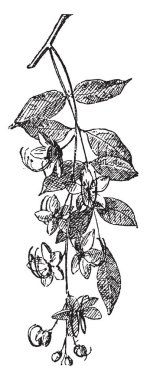 Caneficier, vintage illüstrasyon kazınmış. Sözlük kelimeler ve şeyler - Larive ve Fleury - 1895