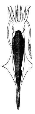 Belemnite geri, vintage oyulmuş illüstrasyon. Adam 1886 önce toprak. 