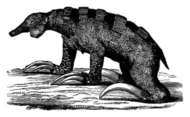 The Megalonyx, toothless mammal quaternary the Americas, vintage clipart