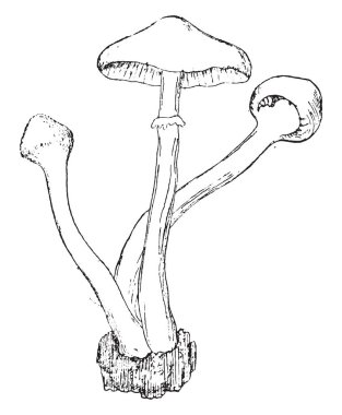 Melleus aygıt Agaricus meyve vintage oyma.