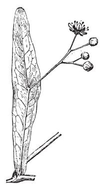 Büyük kılıf, vintage illüstrasyon kazınmış. Sözlük kelimeler ve şeyler - Larive ve Fleury - 1895