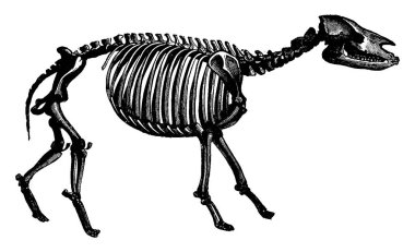 Palaeotherium iskelet, türler, vintage kazınmış şekil dönüştürme. Adam önce toprak  