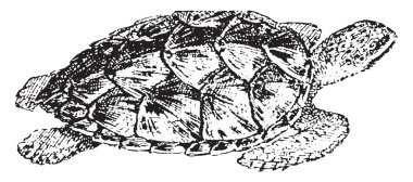 Hawksbill turtle, vintage engraved illustration. Dictionary of words and things - Larive and Fleury - 1895 clipart