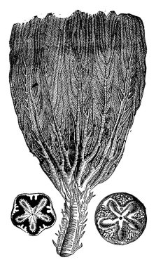 Crinoids Jurassic döneminden, vintage illüstrasyon kazınmış. Adam 1886 önce toprak. 