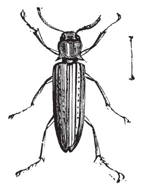 Yanlış tıklama böcekler ya da Eucnemidae. Eucnemidae 1700 farklı tür oluşan bir ailedir. Aile içi yaşam, vintage, 1880 oyma