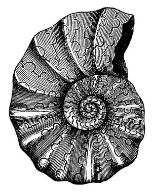 Ceratite nodosus, vintage illüstrasyon kazınmış. Adam 1886 önce toprak. 