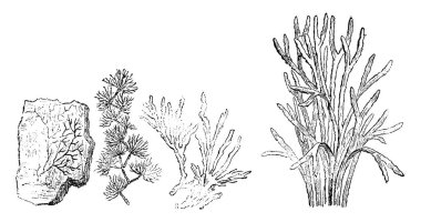 Büyük bitkiler. Kambriyen dönemi. 1. petrifaction chondrite. 2. Murchisonites forbesi. 3. antik chondrites. 4. deniz yosunu, vintage illüstrasyon kazınmış. Adam 1886 önce toprak. 