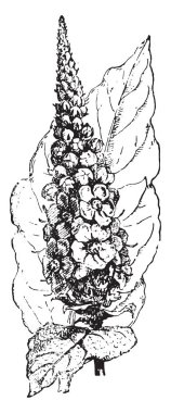 Sığırkuyruğu, vintage illüstrasyon kazınmış. Sözlük kelimeler ve şeyler - Larive ve Fleury - 1895