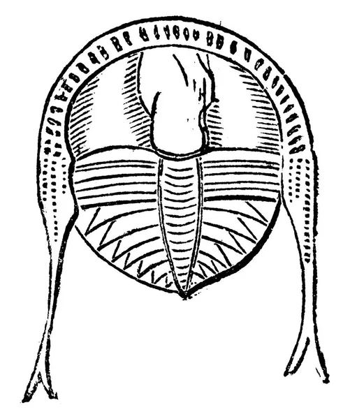 Trilobit Vintage Ryté Ilustrace Země Před Člověkem 1886 — Stockový vektor