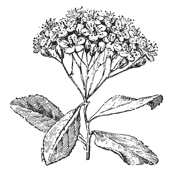 Servicebaum Oder Sorbus Domestica Gravierte Illustration Wörterbuch Der Wörter Und — Stockvektor