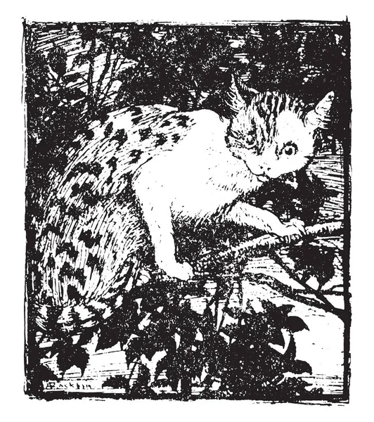 Kot Ukradkiem Wkradł Się Wierzchu Gałęzi Vintage Ilustracji Grawerowane — Wektor stockowy