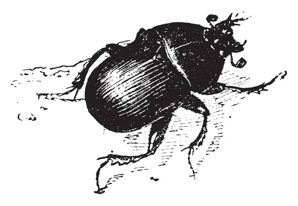 蜣螂复古刻图 词典的单词和东西 Larive 和弗勒 1895年 — 图库矢量图片