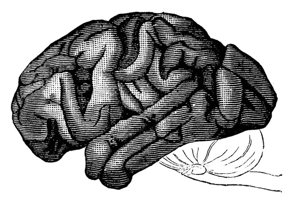 Hjärnan Schimpans Vintage Ingraverad Illustration Jorden Innan Man 1886 — Stock vektor