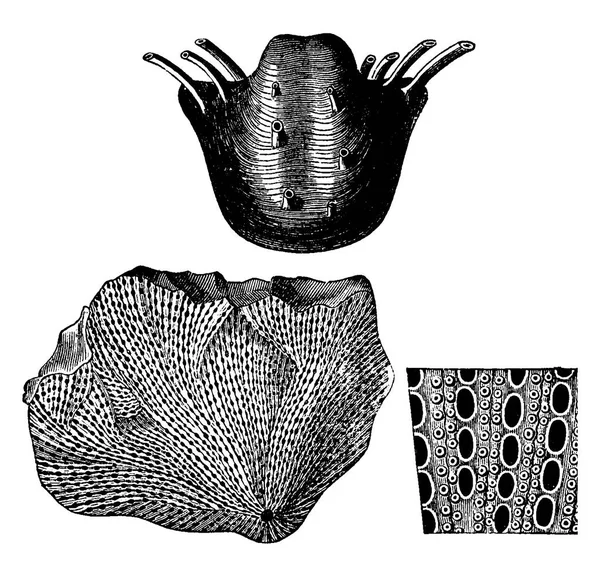 Mollusks from the Permian period, vintage engraving. — Vetor de Stock