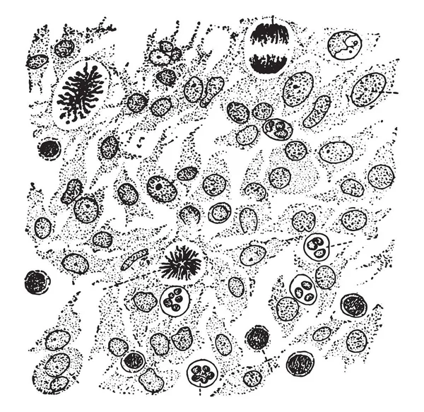 肉芽组织的细胞元素 复古刻插图 — 图库矢量图片