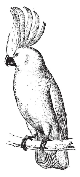 Cacatua Ilustração Gravada Vintage Dicionário Palavras Coisas Larive Fleury 1895 — Vetor de Stock