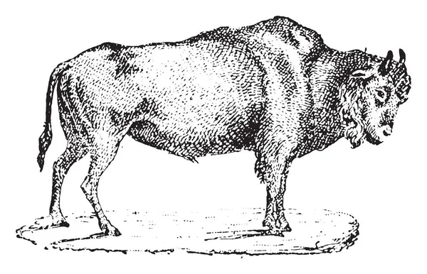 Aurochs, grabado vintage . — Archivo Imágenes Vectoriales