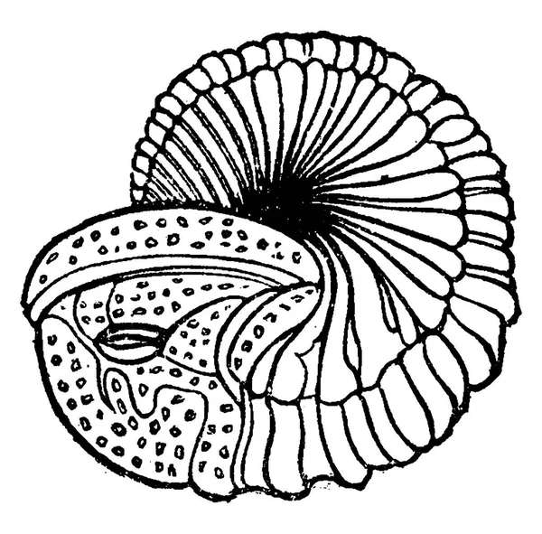 Trilobite Παλιάς Χρονολογίας Χαραγμένο Εικονογράφηση Πριν Άνθρωπος 1886 — Διανυσματικό Αρχείο