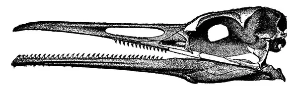 鳥の頭の歯 ヴィンテージには 図が刻まれています 地球人の前に — ストックベクタ