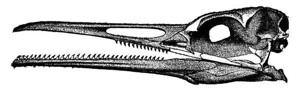 鸟的头牙 复古刻插图 地球在人之前 — 图库矢量图片